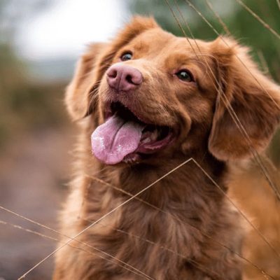 hund_01