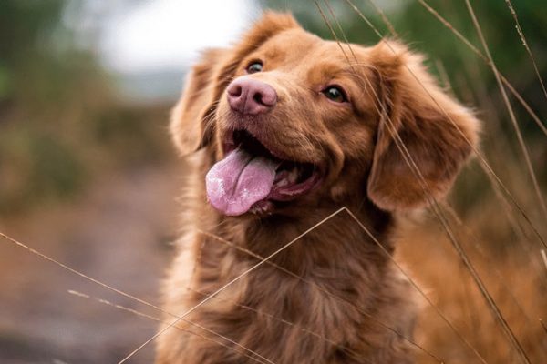 hund_03